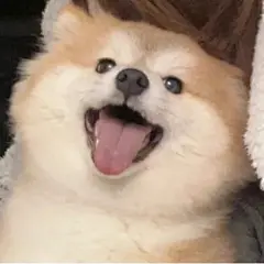柴犬表情包