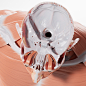 Female Anatomy - Musculoskeletal Sculpt - WIP1