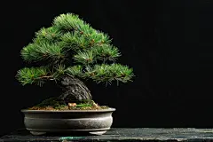 绿色植物黑松图片摄影图