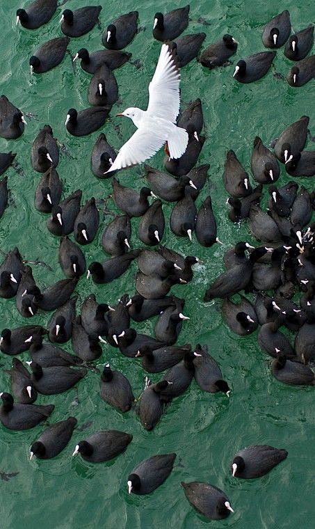 Seagulls: