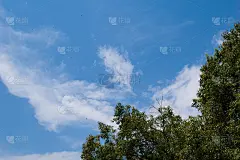 美丽的绿色树木和明亮的蓝色天空在白天的背景