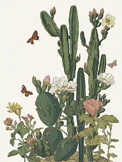 仙人掌 沙漠植物插画 蝴蝶 精致线描风格 - 小红书