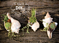Reserved: DIY Succulent Mini Garden Seashells, Sea Shell Terrarium, Succulent Plants, Custom Choice Succulent Cuttings via Etsy