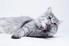 点击来源直接获取大图文件 |Funny large longhair gray tabby cute kitten with big blue eyes. Lovely fluffy cat lying and licking his paws on grey background.