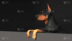 杜宾犬站在纸板3d插图