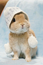 冬季恋兔！为啥有这么可爱的兔子【twitter id：evo3183】