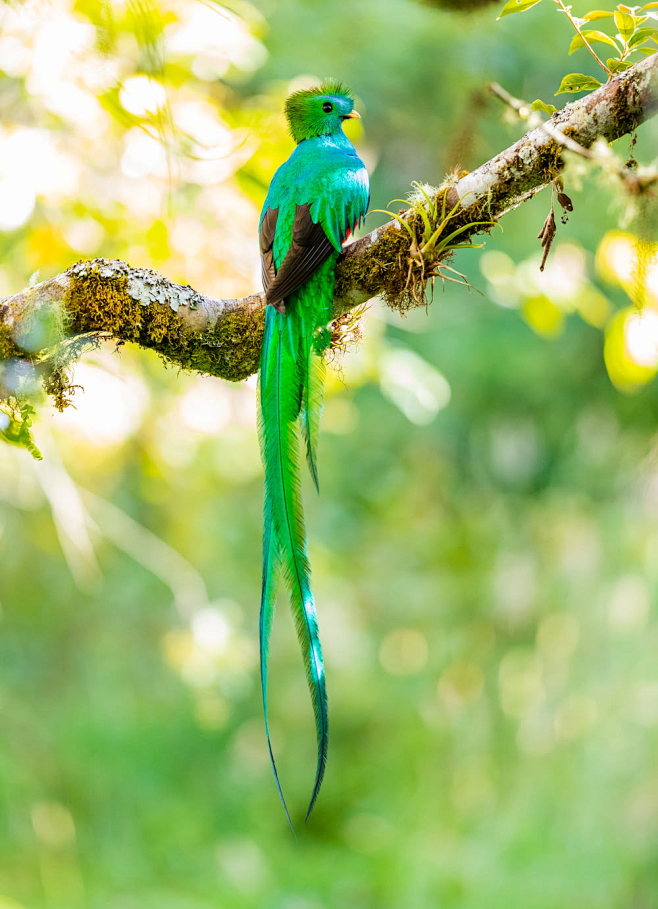 green bird on tree