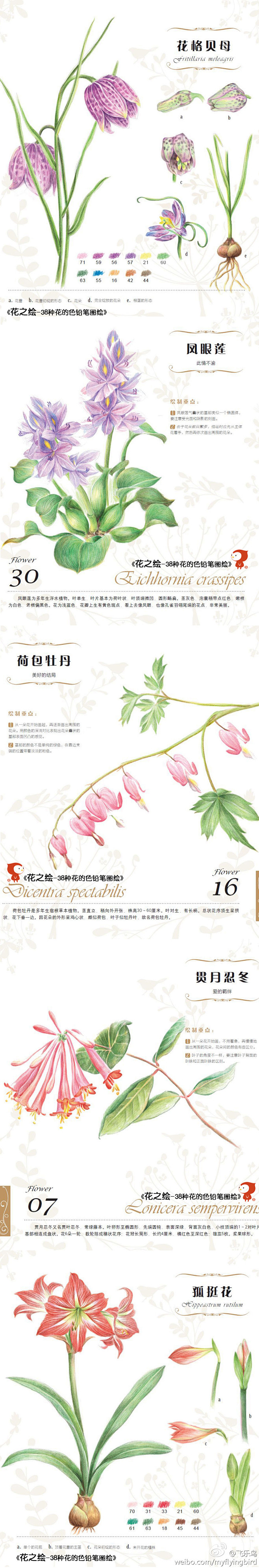 花之绘