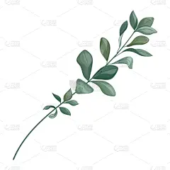 结婚请柬,桉树,叶子,白色,分离着色,水彩画,贺卡,水彩画颜料,背景分离,边框