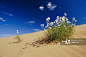 Hardy wildflowers grow out of a sand dune_创意图片