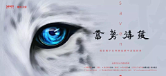 带轮胎的狗采集到Banner