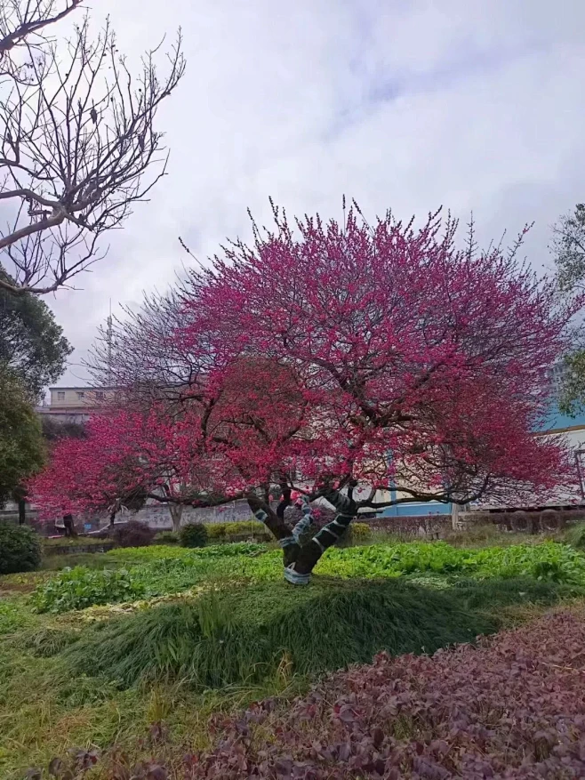 红梅树，景观树红梅-花瓣网