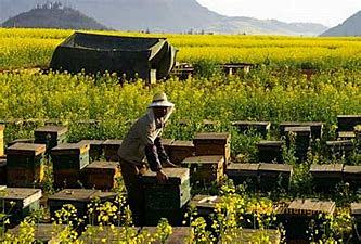 Image result for 蜂场