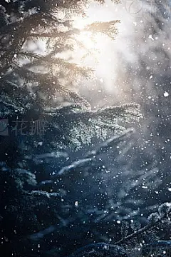 Winter scene - snowfall in the woods