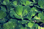 绿色植物上的露珠图片素材