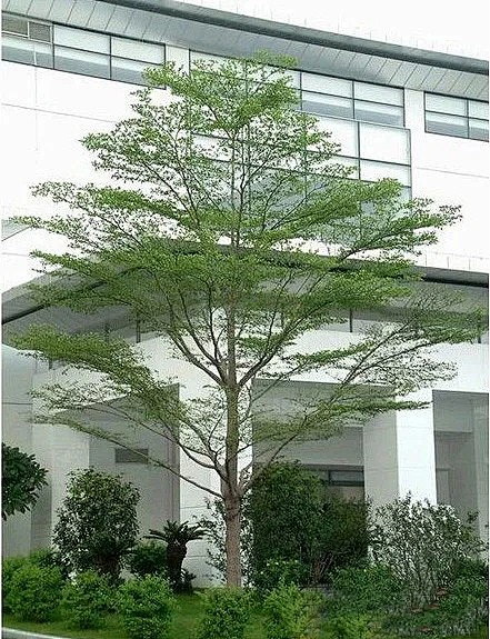 小叶榄仁