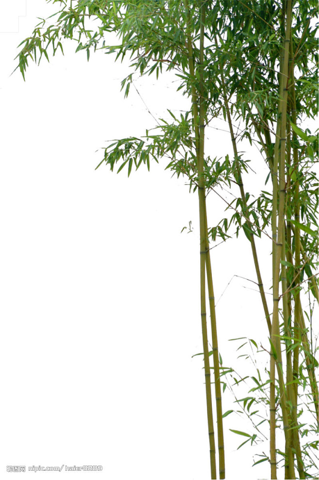 植物素材—竹子源文件