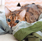 这位小猫咪怕不是心里住着一只小脑腐叭

【ins：natsuko_cat】 ​​​​