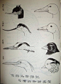 「  鸟类基本结构 画法分析…  」