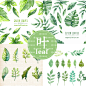 森系清新水彩手绘叶子绿色热带植物水珠eps格式素材贺卡手账-淘宝网
