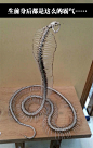 一副完整的眼镜蛇的骨架……扒皮后成蜈蚣了 _手办采下来 #率叶插件，让花瓣网更好用#