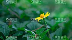 春天植物  - 源文件下载【酷图网】小植物,鲜花图片,特色鲜花,母亲节背景,鲜花,玫瑰花,通话背景,母亲节素材,鲜花素材,小清新,请柬,花卉,花朵,淡雅,花店,鲜花店,爱情,唯美,清新,浪漫,花纹,花朵背景,鲜花背景,花卉背景,花海背景,花朵壁纸,鲜花壁纸,花卉壁纸,花海壁纸,手绘花朵,花朵插画,手绘鲜花,鲜花插画,鲜花展板,恋人,