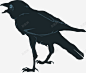 黑色简约乌鸦 免费下载 页面网页 平面电商 创意素材