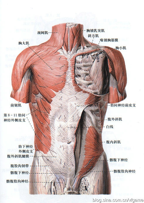 肌肉解剖 