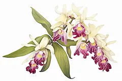 草本植物石斛中草药药材插画