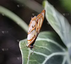 孔雀石蝴蝶