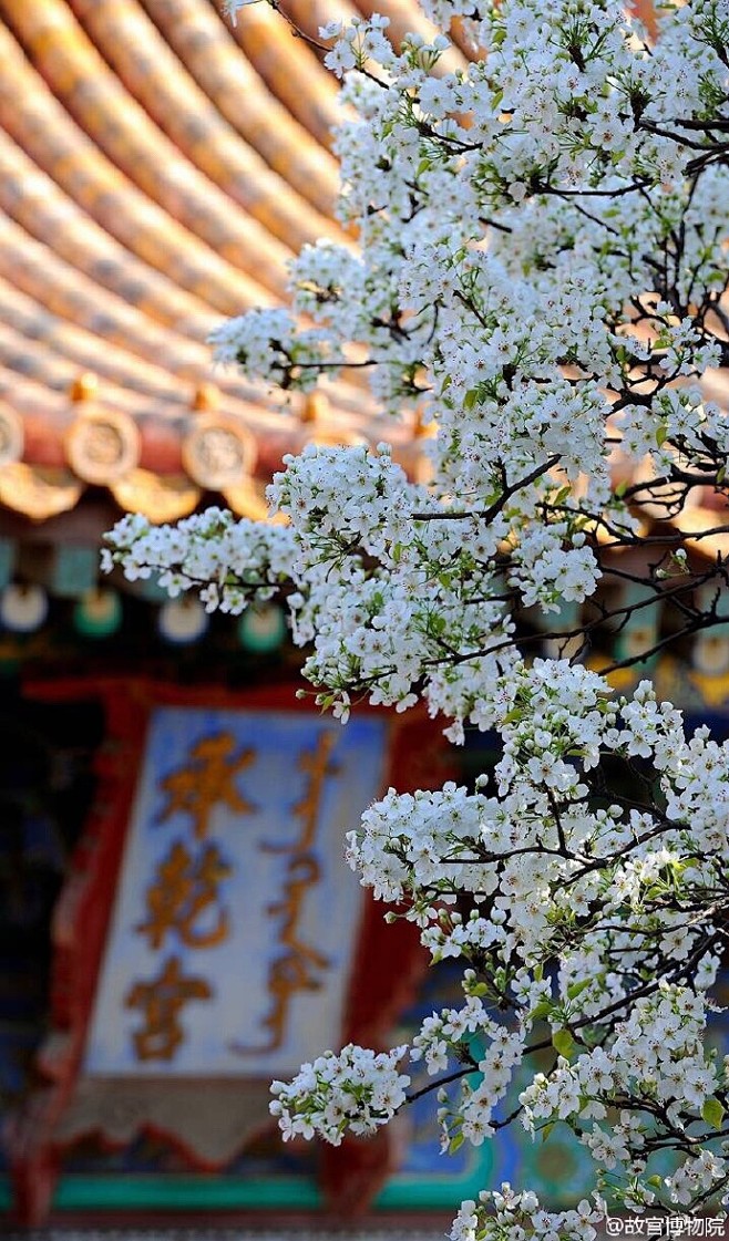【梨花楚楚，清洁而明净】“砌下梨花一堆雪...