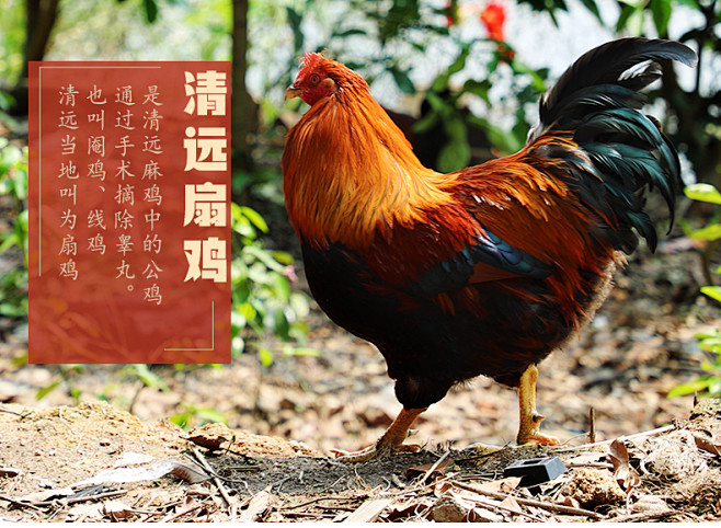 280天清远大公鸡扇鸡 农家散养土鸡新鲜月子鸡走地鸡草鸡现杀现发-淘宝网