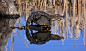 我以前见过短吻鳄和乌龟在一个池子里，但是从来不是这样！在哈里斯·奈克全国动物保护区的蓝鸟池中，我看见这一幕，以为是一只短吻鳄站在树桩上晒太阳。走近了我才意识到它原来是站在一只乌龟的背壳上！我真希望我当