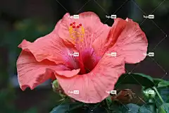 芙蓉 花壁纸 花 花卉背景 开花 房芙蓉 美丽的花朵 植物 关闭