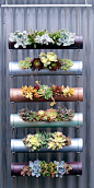 succulent display - modular planters