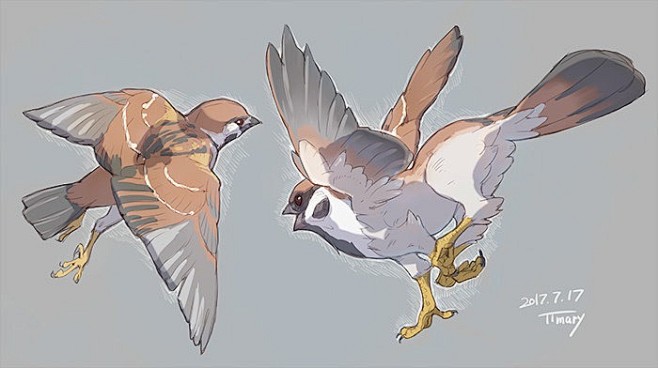 各种鸟类的画法 by.テテマリ ​​​