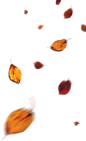 @冒险家的旅程か★
树叶png 金色叶子 落叶 png透明背景素材 免抠漂浮元素