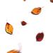 TB2x0kHgFXXXXa0XXXXXXXXXXXX_!!2102080401.png (498×815)