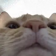 菜厂喵工