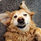 stock-photo-nobody-view-from-above-dog-animals-mouth-open-lying-down-puppy-happiness-golden-retriever-e81c6e0d-a093-4582-8e11-64ae2946c15d
