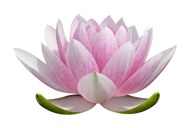 莲花png