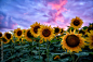 Summer landscape: beauty sunset over sunflowers field. Panoramic views,创意图片,高清图片,图片素材大全,正版图片素材网,商业图片素材网,高清图片素材网,创意图片素材下载,自媒体稿件创作,版权图片下载