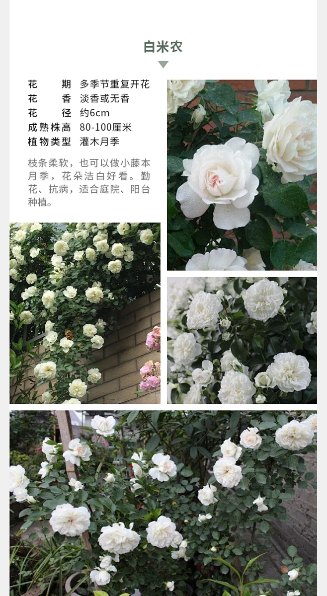 海蒂的花园 天方夜谭果汁阳台杏仁饼马车姐妹等海妈家勤花月季苗-花瓣网