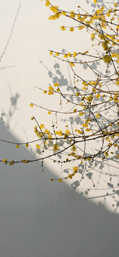 十里沙采集到花草素材