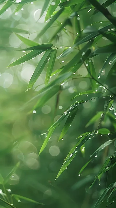 【AI数字艺术】雨天的竹林特写镜头竖版图片下载-花瓣网