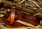 Naja pallida BOULENGER, 1896
Common name: African Cobra
中文正名：红喷毒眼镜蛇