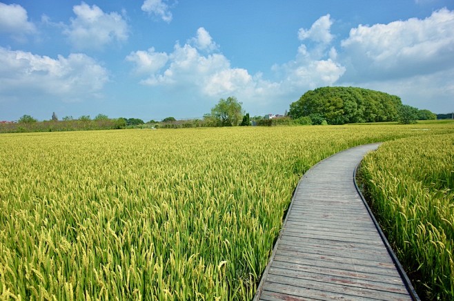 一条地铁可直达，沪郊这座“骑迹乡村”你去...
