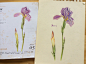 鸢尾花原图合照