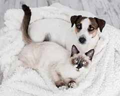 点击来源直接获取大图文件 |Cat and dog together under white plaid