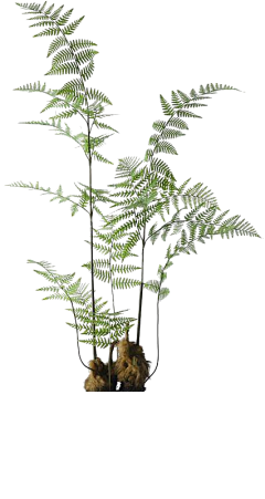 夜摩采集到植物